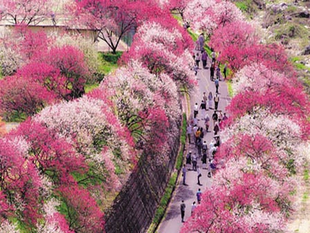 中部発 宿泊 雪の大谷ウォーク&日本一の桃源郷花桃の里2